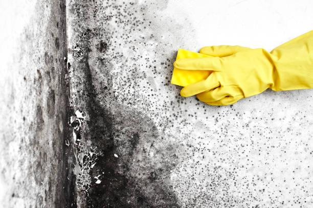 Best Mold Removal for HVAC Installations  in West Branch, MI