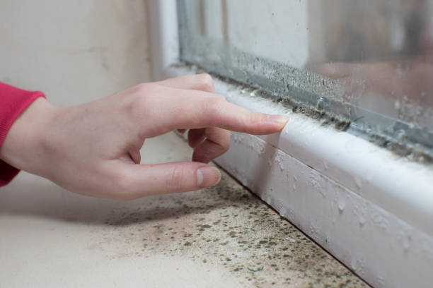 Best Dehumidification Services  in West Branch, MI