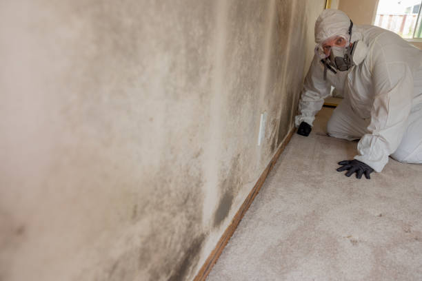 Best Mold Documentation for Insurance Claims  in West Branch, MI